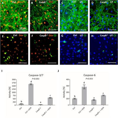 Caspase-8 Deficient Osteoblastic Cells Display Alterations in Non-Apoptotic Pathways